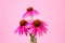 Echinacea extract.echinacea purpurea flowers in a glass laboratory flask on a light pink background.Herbal medicinal