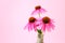 Echinacea extract.echinacea purpurea flowers in a laboratory flask on a light pink background.Homeopathy and alternative
