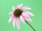 Echinacea flower