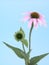 Echinacea flower