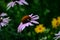 Echinacea flower against soft colorful bokeh background