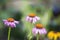 Echinacea flower against soft colorful bokeh background