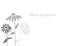 Echinacea flower background,