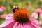 Echinacea Flower with Bee