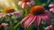 Echinacea flower close up in nature blooming