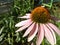 echinacea flower close-up.  Tincture for immunity