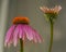 Echinacea flower color bloom with grey background