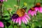 Echinacea flower, Cone-flowers with bees  on.