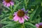 Echinacea flower. Echinacea purpurea. A perennial plant of the Asteraceae family