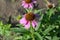 Echinacea flower. Echinacea purpurea. A perennial plant of the Asteraceae family