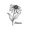Echinacea flower hand drawn vector illustration