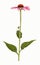 Echinacea flower, isolated