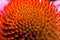 Echinacea flower, macro shot