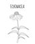 Echinacea flower sketch hand drawing. Medicinal plant Echinacea. Vector illustration