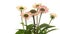 Echinacea Flower Time-lapse