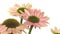 Echinacea Flower Time-lapse