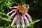 The echinacea flowering with butterfly on the top