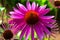 Echinacea. Flowering of purple chamomile in summer. Purple blossom with yellow-red center