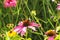 Echinacea Flowers