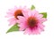 Echinacea flowers