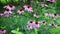 Echinacea flowers in the garden