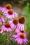 Echinacea flowers in a garden