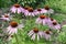 Echinacea flowers among a green grass in a garden