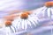 Echinacea flowers of white color with an orange middle closeup on a blurry purple background. The concept of the holiday, plants,