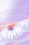 Echinacea flowers of white color with an orange middle closeup on a blurry purple background. The concept of the holiday, plants,