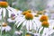 Echinacea flowers of white color with an orange middle closeup. The concept of the holiday, plants, background, garden, landscape