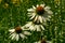 Echinacea flowers with white petals in a summer garden.