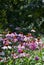 Echinacea in a forest glade