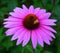 Echinacea is a genus, or group of herbaceous flowering plants