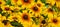 Echinacea is a genus, or group of herbaceous flowering plants