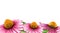 Echinacea herb seamless border. Watercolor hand drawn illustration element. Botanical Echinacea purpurea plant with