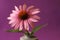 Echinacea Herbal Flower