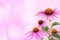 Echinacea for homeopathy