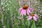Echinacea and hyssop in the meadow. Healing herbs. Medicinal plants and flowers. Melliferous