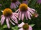 Echinacea, known as Coneflower