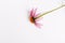 Echinacea medicinal herbs background, flat lay top