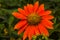 Echinacea Orange Hot Lava flower top view