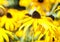 Echinacea Paradoxa Yellow Coneflower