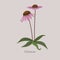 Echinacea perennial herbal plant with purple flowers.