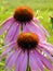 Echinacea pink cone flowers attracting flies