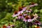 Echinacea plant in a summer garden