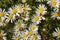 Echinacea plants in a flower garden