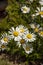 Echinacea plants in a flower garden closeup