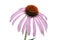 Echinacea purple