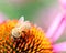 Echinacea or Purple Coneflower with Honey Bee