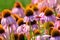 Echinacea (purple coneflowers)